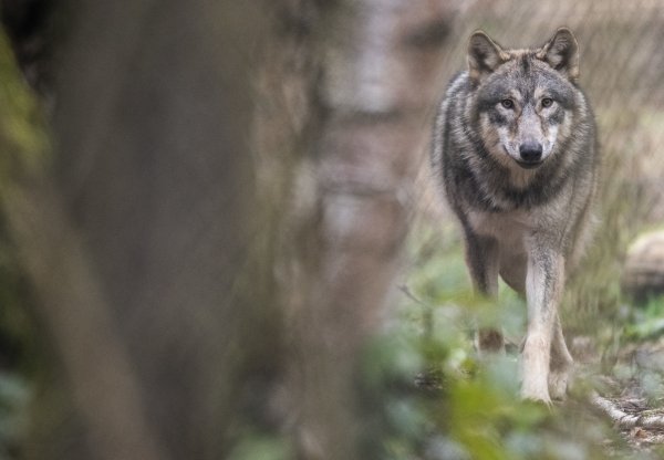 Astrid Holzhauer ist sich sicher, dass sie am Wochenende einem Wolf ähnlich wie diesem begegnet ist. Das Landesumweltamt muss ihre Angaben erst noch prüfen, bevor dies offiziell bestätigt wird. - © Boris Roessler/dpa