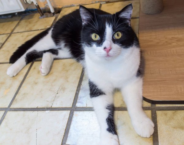 Kater "Kurt" ist sehr zutraulich und möchte viel gestreichelt werden. Er wartet im Tierheim Eichenhof in Kalletal auf neue Besitzer. - © Tierheim Eichenhof