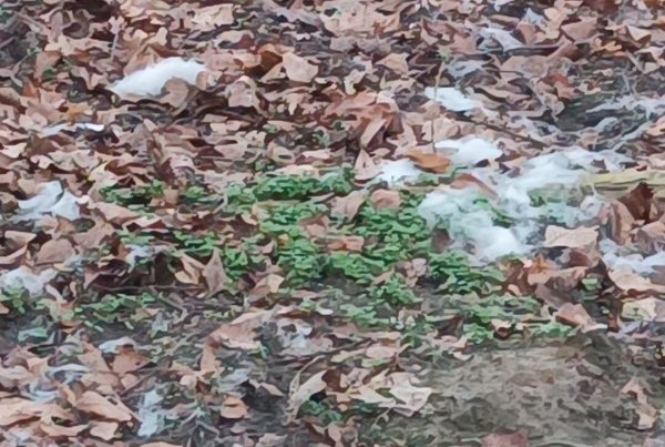 Viele Hundehalter warnen derzeit vor dieser Substanz, die wie Zuckerwatte aussieht und in Schildesche an den Tennisplätzen Erdsiek aufgefallen ist. - © Leserfoto
