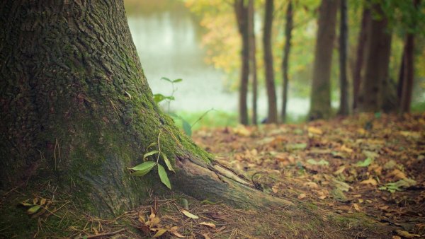 In Nienhagen muss ein Baum gefällt werden. - © Symbolbild: Pixabay