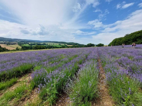 Ist der Lavendel in Fromhausen bald Geschichte? - © Janet König