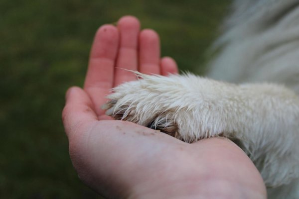 Bei der Tierkommunikation soll es darum gehen, das Verhältnis zwischen Mensch und Tier im telepathischen Austausch zu verbessern. - © Symbolbild Pixabay