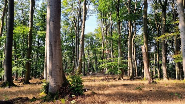 Biotopbäume in der Egge zeichnen sich durch eine hohe Biodiversität aus. - © Privat/Marion Wessels