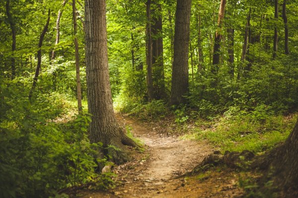 Bei hohen Temperaturen bietet der Wald Abkühlung. - © Pixabay
