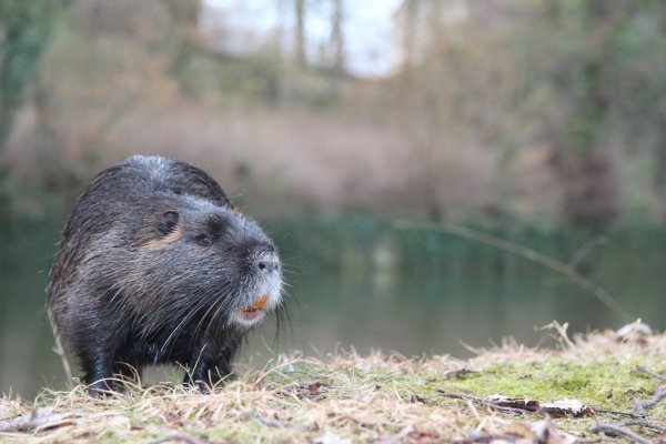 Die Nutria, hier im vergangenen Jahr am Detmolder Schlossgraben fotografiert, hat Ähnlichkeit mit dem Biber und mit der Bisamratte. Das Nagetier stammt ursprünglich aus Amerika und hat sich durch den Einfluss des Menschen auf anderen Kontinenten verbreitet. - © Archiv: Martin Hostert