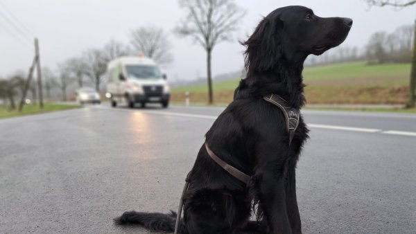 Immer wieder werden Igel, Marder und Co. von Autos erfasst, auch Hund und Katze sind Opfer von Verkehrsunfällen. Dieser hier allerdings wartet artig angeleint am Straßenrand. - © Carolin Brokmann-Förster