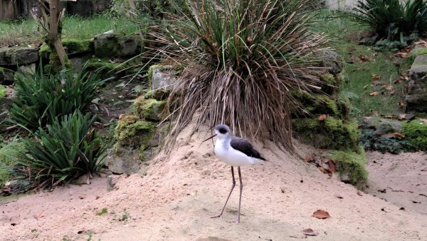 Die grazilen Vögel sind in der neuen Voliere im Bielefelder Tierpark Olderdissen zuhause. - © Stadt Bielefeld/Umweltbetrieb.