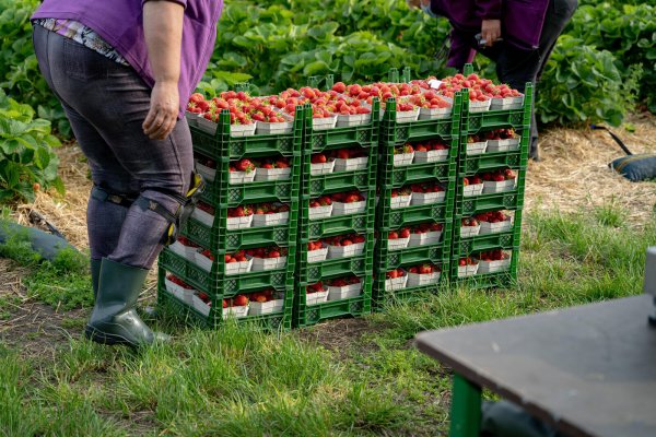 Erdbeersaison – sind die Erdbeeren reif, müssen die Felder in kurzer Zeit abgeerntet werden. Diese mühevolle Handarbeit wird bislang meistens von ausländischen Erntehelfern geleistet. - © picture alliance / Countrypixel
