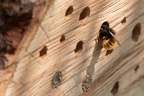 Ein Projekt bekommt die Förderung unter anderem für ein Insektenhotel - © Symbolbild: Pixabay