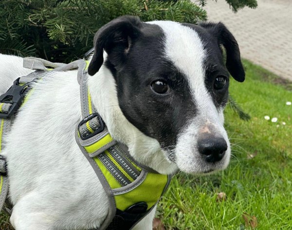 Rocky hat sein Zuhause verloren und sucht nun ein neues. - © Tierheim Detmold