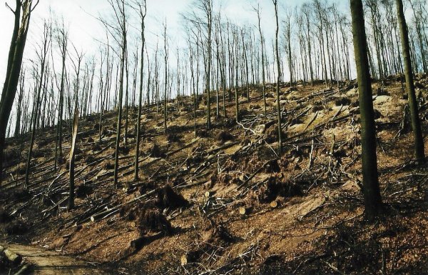 Vorher-Nachher-Vergleich: Ein Bild vom Waldareal Schanzenberg in der Nähe der Burg Sternberg, unterhalb der „Po-lackenschanze" in Blickrichtung Norden, von 1988 zeigt das Ausmaß der Zerstörung.  - © Forstbetrieb Arnt Schake