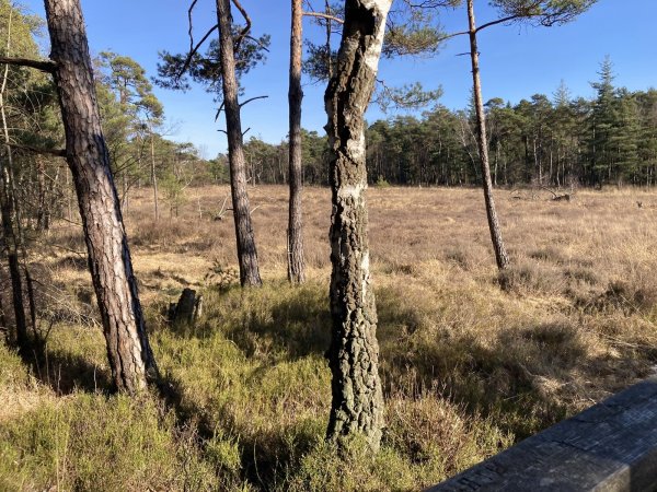 Nur noch 2,5 Hektar groß ist das Moor auf dem Hiddeser Bent. - © Cordula Gröne