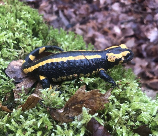 In Zusammenarbeit mit dem Bund für Umwelt und Natur (BUND) sowie dem Umweltzentrum will die Stadt Bad Salzuflen mehr für den Schutz von Feuersalamander & Co leisten. Experten fordern unter anderem über das vorgelegte Beschlusspapier hinaus weitere Investitionen in die technische Modernisierung von Straßensperren. - © Georg Kälble