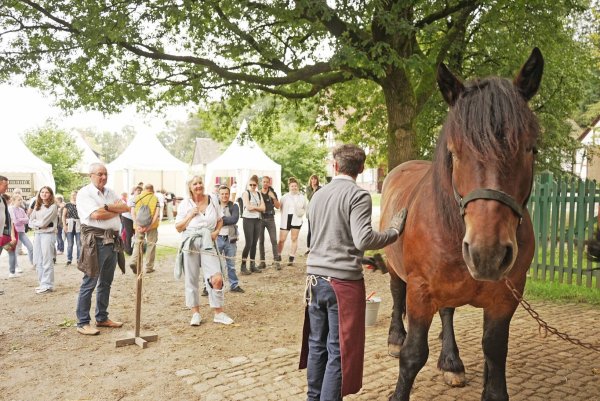 Beim Freilichtgenuss im LWL-Freilichtmuseum Detmold stehen die Senner Pferde sowie die Kaltblüter im Mittelpunkt. - © LWL/Robin Jähne