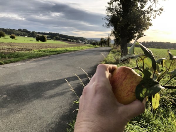 Obstbäume, wie hier zwischen Leese und Wittighöferheide, könnten künftig eine Markierung bekommen, wenn die Lemgoer an ihnen gratis Äpfel, Birnen und anderes ernten dürfen. - © Till Brand