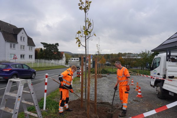 Die Mitarbeiter des Bauhofes bringen entlang der Bahnhofstraße 19 neue Winterlinden in die Erde. - © Michaela Weiße