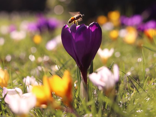 Diese Krokusswiese erfreut nicht nur die Augen des Betrachters, sondern auch die vielen Bienen und anderen Insekten. - © Mechthild Stölting-Höcker