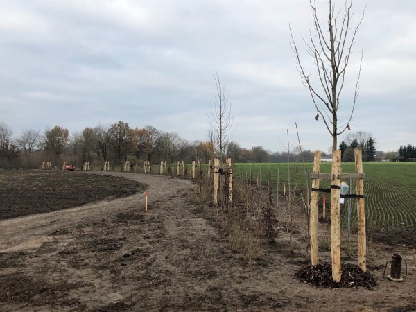 Die jungen Linden stehen aktuell noch mitten auf einem Feld. Künftig werden sie die Oerlinghauser Straße säumen.  - © Thomas Reineke