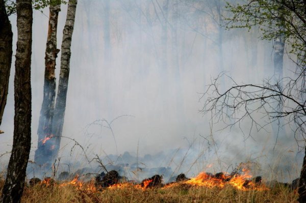 Ist es länger trocken, wie derzeit, dann steigt die Waldbrandgefahr. Die Feuerwehr Lage hat spezielles Equipment, und derzeit werden Karten mit Waldrettungspunkten erstellt. - © Wald und Holz NRW / T. Deckert