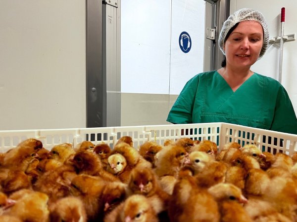 Einem Team der Technischen Hochschule Ostwestfalen-Lippe um Professorin Dr. Helene Dörksen ist es im Labor gelungen, das Geschlecht des entstehenden Kükens schon ab dem dritten Bruttag zu bestimmen. - © TH OWL