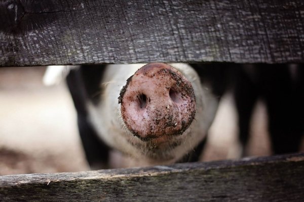 Vor dem Amtsgericht Rahden wurden die Verstöße gegen das Tierschutzgesetz verhandelt. Zahlreiche Schweine waren verhungert. - © Pixabay (Symbolbild)