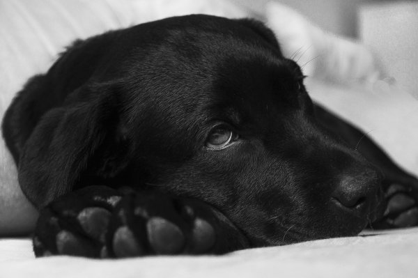 Immernoch suchen einige der Hunde, die vor einigen Wochen mit Schnittverletzungen aufgefunden wurden, nach einer neuen und vor allem sicheren Bleibe. - © Pixabay