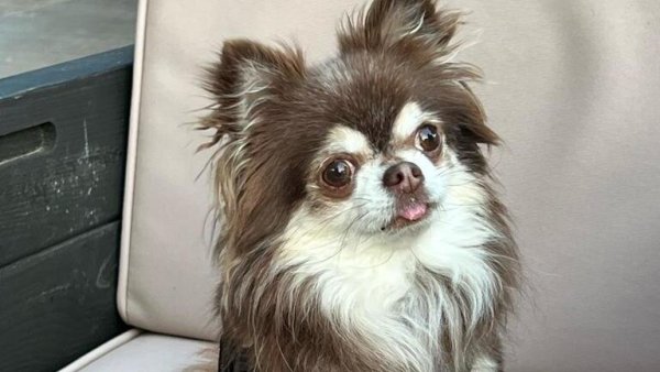 Der Chihuahua Sammy hatte in Paderborn Giftköder gefressen. Jetzt ist er gestorben. - © privat