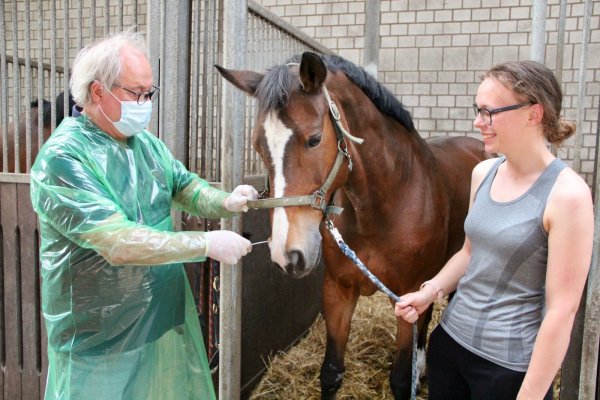 Tierarzt Dr. Hans-Jost Treude nimmt bei der Stute „Püppi" einen Nasenabstrich. Pferdebesitzerin Melanie Gottschling ist erleichtert, dass ihr Pferd bisher keine Krankheitssymptome zeigt.  - © Heidi Stork