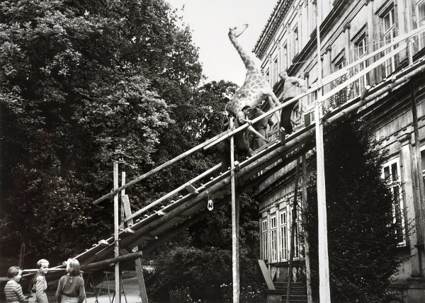 Spektakulärer Umzug einer Giraffe aus dem Neuen Palais an die Ameide. - © Lippisches Landesmuseum