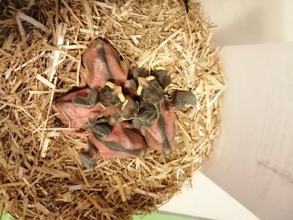 Klein und hilflos: Kaum haben die elf Spatzenbabys das Licht der Welt erblickt, schon sind sie Teil einer außergewöhnlichen Rettungsgeschichte. - © Yannick Sonntag(LZ)