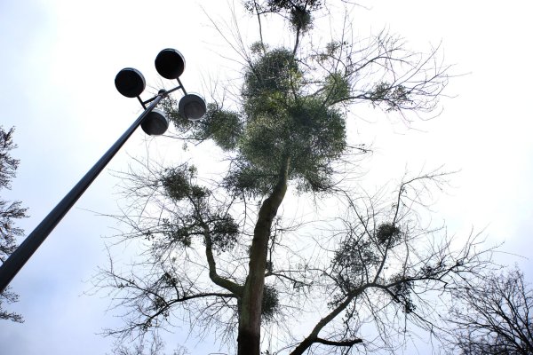 Dieser Baum auf dem Übergangsbusbahnhof im Sültebusch ist ebenfalls heftig von Misteln befallen. - © Ulf Hanke