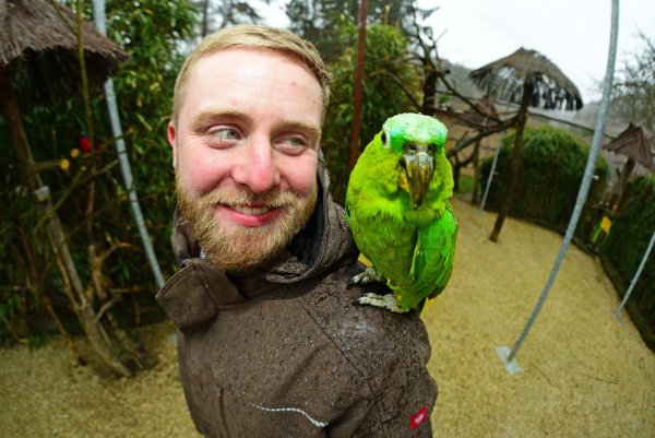 Die Mülleramazone „Coco" trotzt am Samstag in Heiligenkirchen dem Regen und posiert mit dem Vogelpark-Geschäftsführer Marc-Philip Eckstein für ein Foto. - © Nicole Ellerbrake