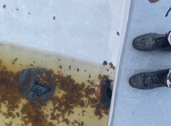 Ein Müllsack und zwei tote Katzen lagen in einem Pool in Warburg. Die Gartenbesitzerin hat Anzeige erstattet. Foto: Privat - © Privat
