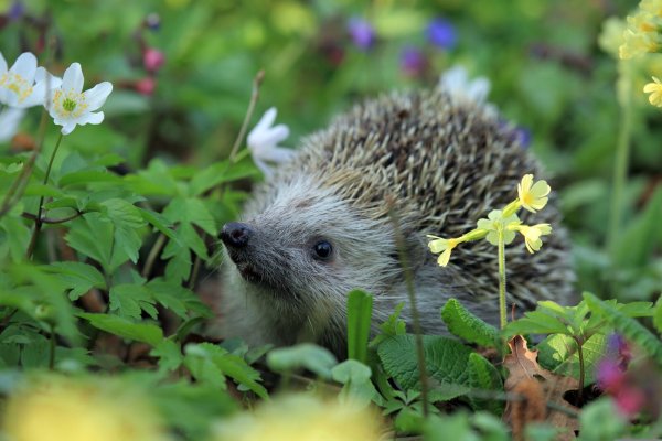 Der Kreis Lippe lädt zur Vortrags- und Workshopreihe „Biodiversität fängt im Garten an“ ein. - © Symbolbild: Pixabay