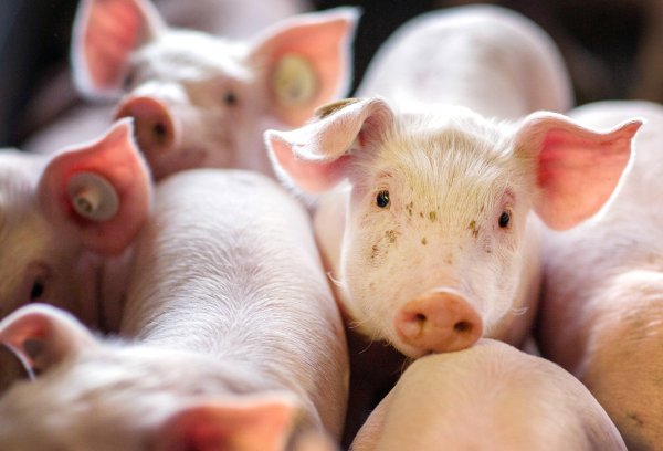 Die Vorgaben für das Kupieren von Schweineschwänzen sollen deutlicher werden - denn eigentlich ist das verboten. - © (c) dpa-Zentralbild