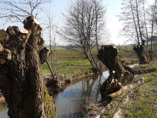 Die Schutzzeiten gelten auch in der freien Landschaft. Entsprechend ist auch das Beschneiden von Kopfweiden ab dem kommenden Monat nicht mehr erlaubt. - © Kreis Lippe