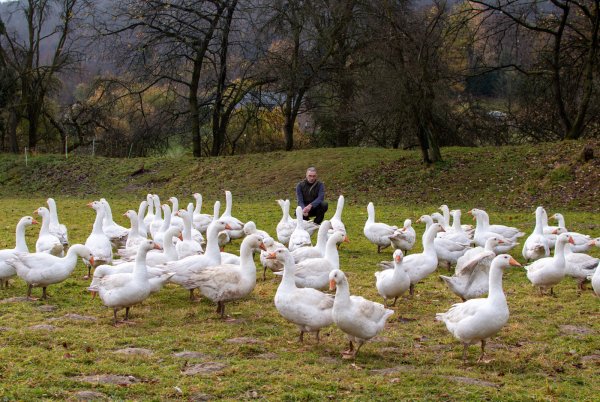 Matthias Heupel vom Sprengerhof mit seinen Gänsen. - © Raphael Bartling