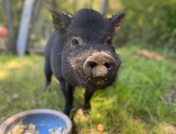 Ein Schweinchen namens "Bacon" ist gerade im Detmolder Tierheim zu Gast. - © Tierheim Detmold