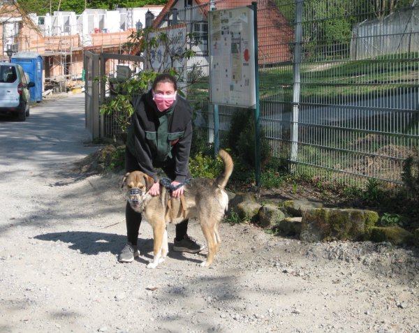 Tierpflegerin Jessica Dey vom Detmolder Tierheim geht mit Mischling Barney spazieren. - © Tierheim Detmold