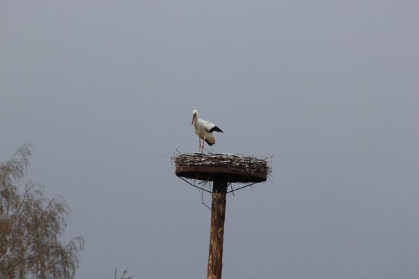 Der Storch auf seinem luftigen Wohnsitz - © Jürgen Koch