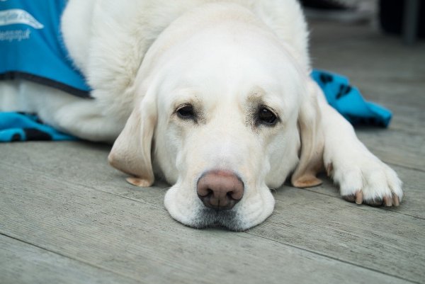 Assistenzhunde helfen Menschen wie Andreas Bruder durchs Leben. - © Symbolbild: Pixabay