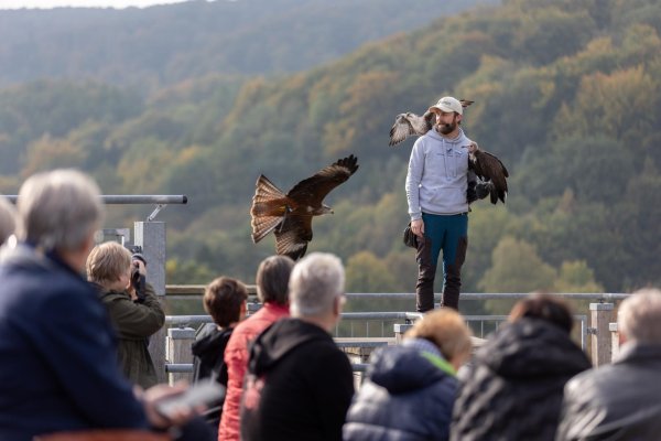 Flugshow auf der Adlerwarte: Eine Sanierung und Erneuerung des Areals ist nötig. Die Grundlagen dafür schafft aktuell ein Forschungsprojekt. Es soll ermittelt werden, ob sich ein Windpark auf der Gauseköte und die Greifvögel miteinander vertragen würden. - © Torben Gocke