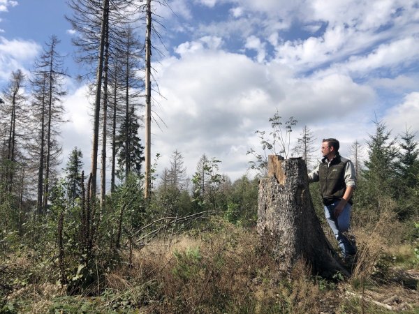 Förster Alexander von Leffern steht auf der sogenannten Hasenkanzel im Salzufler Stadtwald. Einige Baumarten sind hier schon wieder aufgeforstet worden. Die Fichten sterben langsam ab. - © Sven Kienscherf