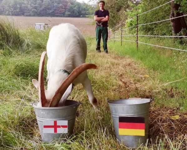 Ziegenbock Varus tippt auf einen Sieg der Engländer. - © LWL-Freilichtmuseum