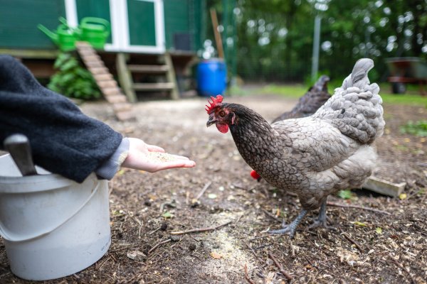Hühner im eigenen Garten sind in Deutschland im Trend. - © picture alliance/dpa