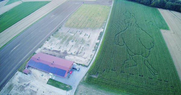 Mit der Drohne sieht man die Dimensionen, links ist der Hühnerstall, rechts das Maislabyrinth, das am 19. August eröffnet wird. Die kleinen Hühner im Stall ahnen nicht, dass ihr Riesenkumpel in ihrem Futter, dem Mais wächst. - © Familie Horn
