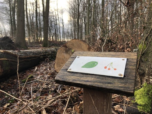 Ein Schild des Vogellehrpfads im Bexter Wald steht vor einem gefällten Baum. archivFoto: Sven Kienscherf - © Sven Kienscherf