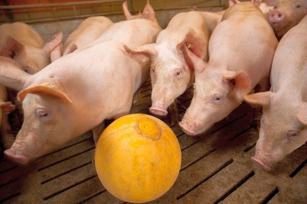 Sommerzeit ist Reisezeit. Angesichts der Ausbreitung der Afrikanischen Schweinepest in Hessen sorgen sich die heimischen Schweinehalter um ihre Tiere und rufen zu erhöhter Wachsamkeit auf. - © WLV/Peter Lessmann