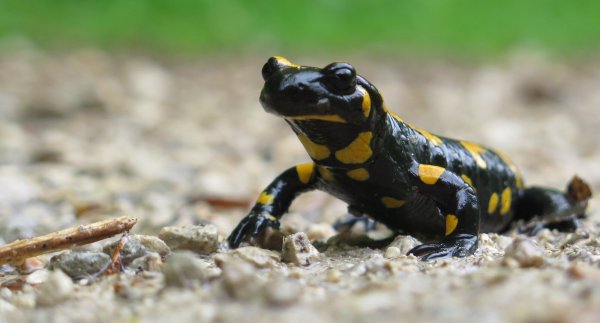 Die Stadt Blomberg bittet Autofahrer, Rücksicht auf die Feuersalamander zu nehmen. - © Symbolbild: Pixabay