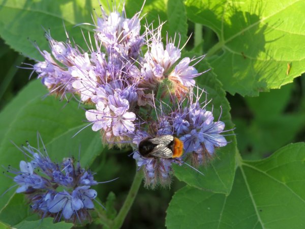 Viele Blühstreifen im Kreis Lippe: Die Nektar- und pollenreichen Blüten werden von Bienen und Co. besucht. - © Westfälisch–Lippischer Landwirtschaftsverband